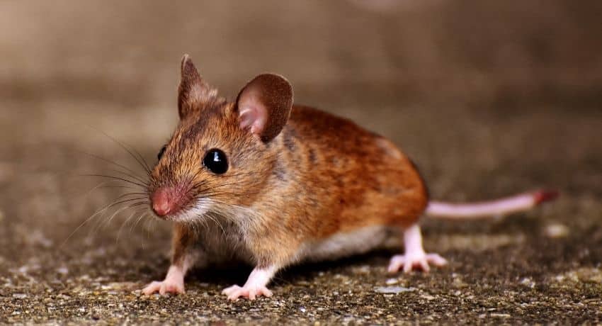 musofobia o miedo a los ratones